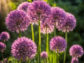 Allium 'Summer Beauty'