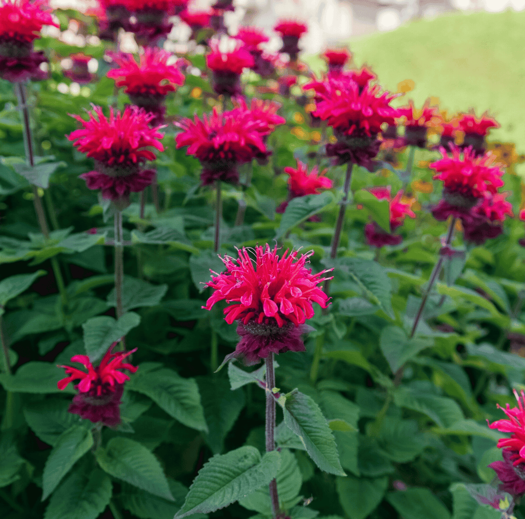 Scarlet Bee Balm – 20 Seeds