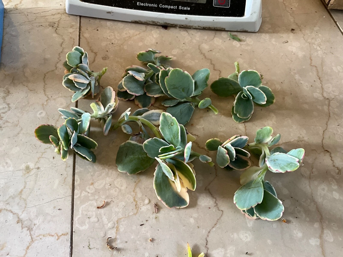 Kalanchoe fedtschenkoi Lavender Scallops Live Succulent Cutting | Variegated Lavender Edges | Easy Care Plant for Indoor & Outdoor