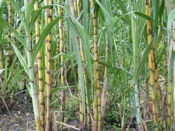 Rooted Sugarcane Cuttings – Saccharum officinarum Tropical Grass Plants, Live Starter for Garden or Container Planting