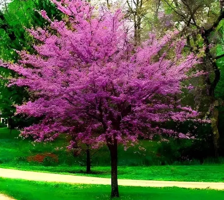 1 Eastern Redbud Tree - Cercis canadensis | 14–18” Live Bare Root | Native Flowering Tree for Landscape & Wildlife