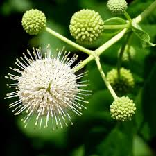 1 Buttonbush Plant - Cephalanthus occidentalis | 12-18” Bare Root | Native Shrub for Wetlands, Pollinators & Wildlife