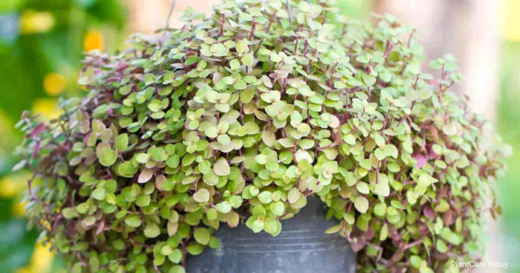 20 Unrooted Cuttings Dwarf Bolivian Wandering Jew - Tradescantia Minima, Callisia Repens - Easy Grow Plants
