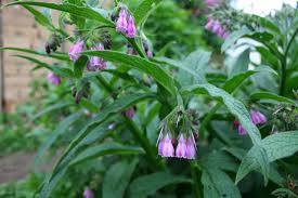 Comfrey Bocking 14 Root Cuttings - 10 ct - Organic - Perennial Plant - Soil Builder - Drought Tolerant - USDA Zones 4-9