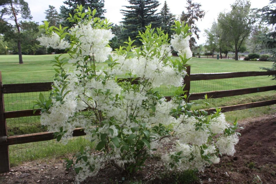 Fringe Tree Cuttings (5+) - Chionanthus virginicus - Native Flowering Shrub