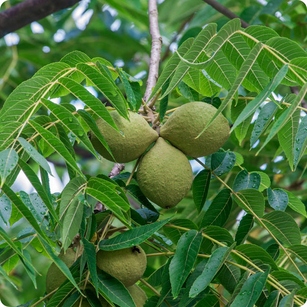 1 Black Walnut Tree - Juglans nigra | 12–24” Live Bare Root Plant | Hardy Native Nut Tree for Shade & Edible Landscapes