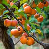 1 American Persimmon Tree - Diospyros virginiana | 12–24” Live Bare Root | Native Fruit Tree for Yards & Edible Landscapes