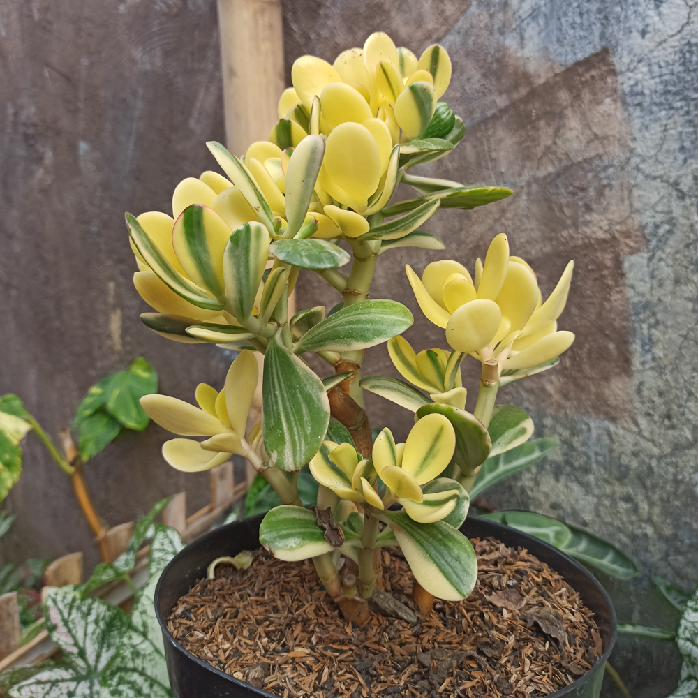 1 Golden Jade Hummels Sunset Crassula Ovata Argentea Huge Branched Cutting Unrooted 5" - Succulent, Jade Plant, Rare Plant Propagation