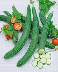 60 Seeds Asian Suyo Long Cucumber - Heirloom Non-GMO - High Yield China Long Hybrid - Sweet & Crisp - Great for Greenhouses, Gardens