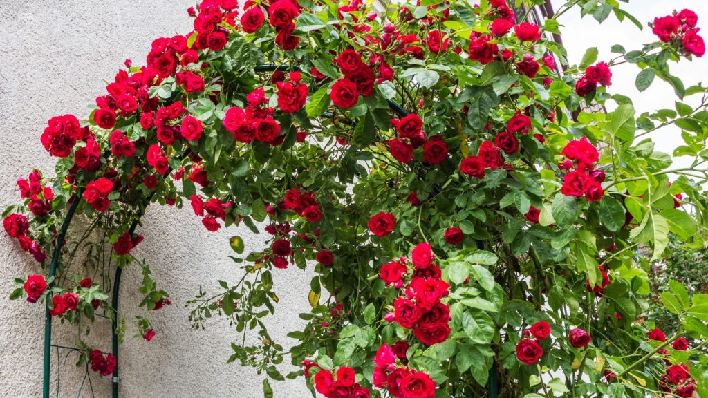 20 Red Climbing Rose Seeds - Fragrant Perennial Vine - Fast-Growing Flower for Trellis, Arbors & Fences - Easy to Grow