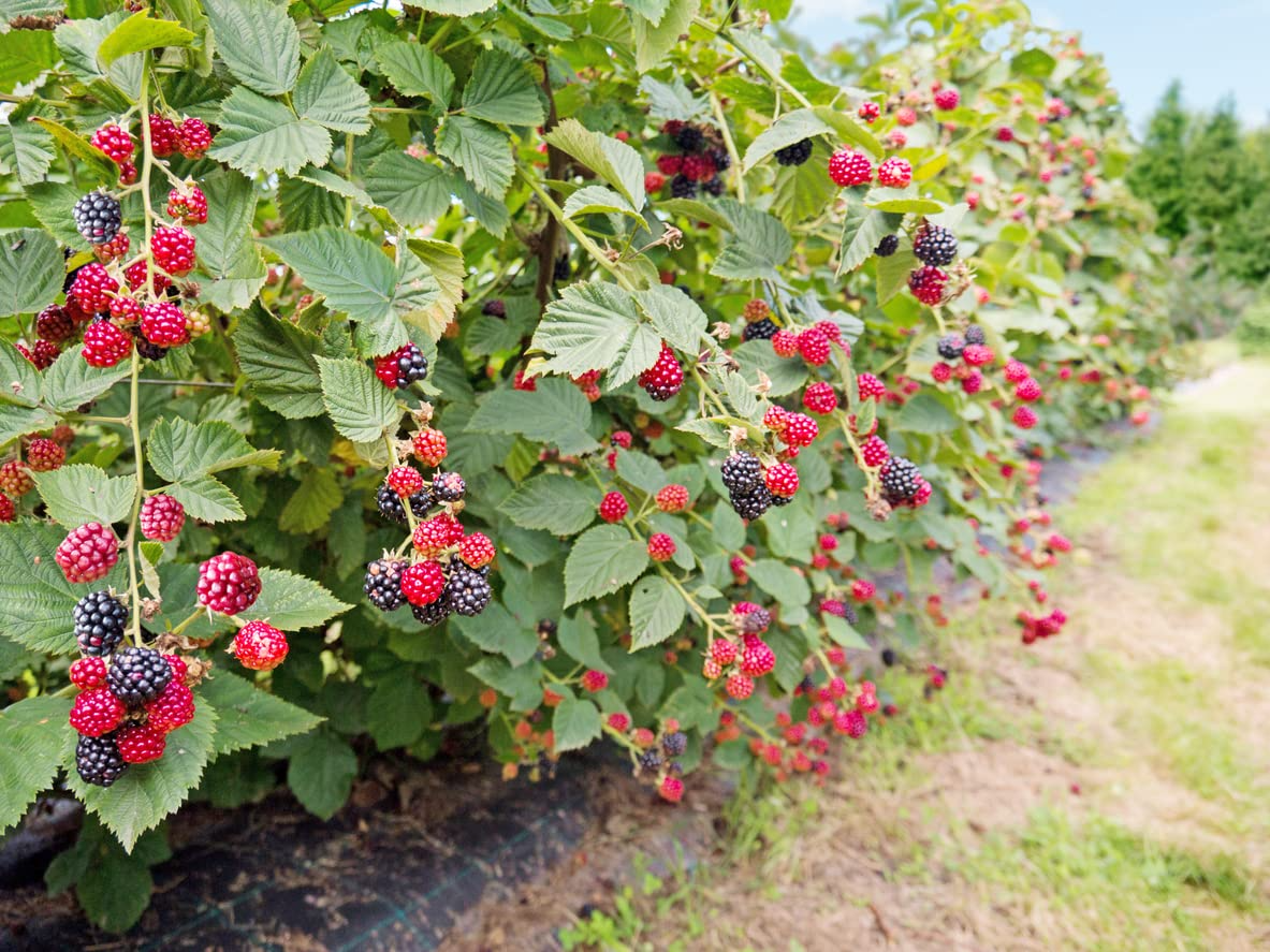 1 Big Daddy Thornless Blackberry Plant - Rubus | Outdoor Garden Fruit | Perennial Edible Berry Bush for Home Orchards