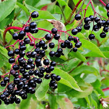 100 Black Elderberry Seeds | Sambucus nigra | Non-GMO Elderberry Bush Seeds for Hedgerows, Landscapes & Wildlife Gardens