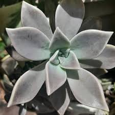 Ghost Plant Succulent (Graptopetalum paraguayense) - 4 Unrooted Cuttings
