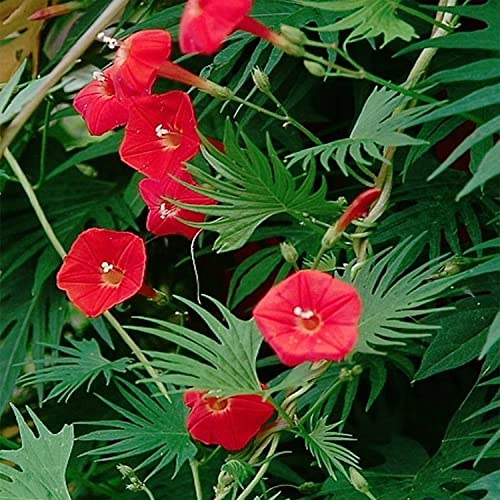 100 Red Ipomoea Seeds | Ipomoea coccinea | Non-GMO Climbing Vine with Bright Red Blooms | Perfect for Trellises & Fences