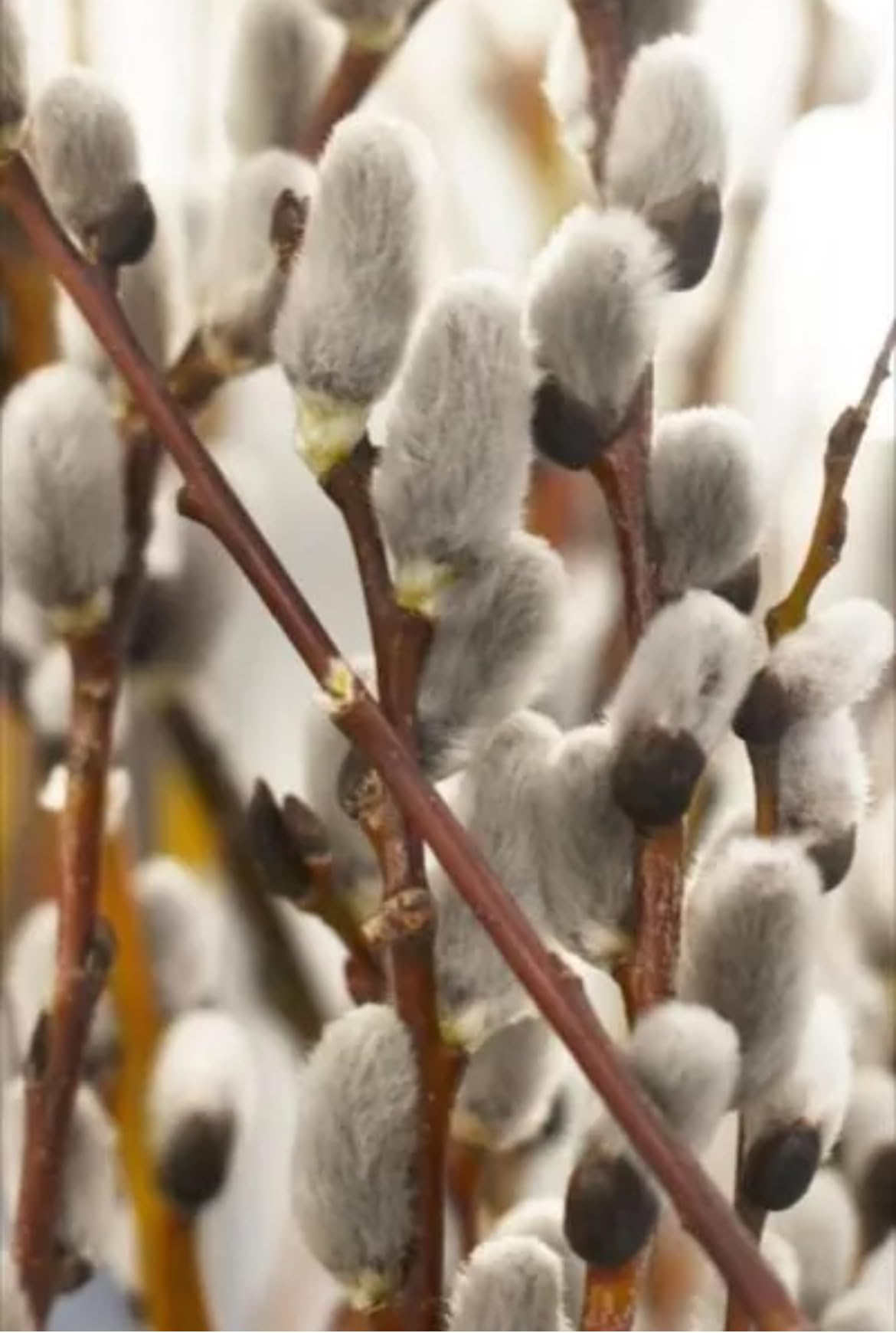 1 French Pussy Willow Shrub - Salix caprea | 1-2 ft Tall | Bare Root Deciduous Shrub | Early Blooming Landscape Plant