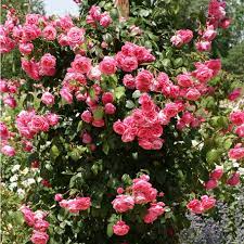 20 Pink Climbing Rose Seeds - Fragrant Perennial Vine - Fast-Growing Flower for Trellis, Arbors & Fences - Easy to Grow