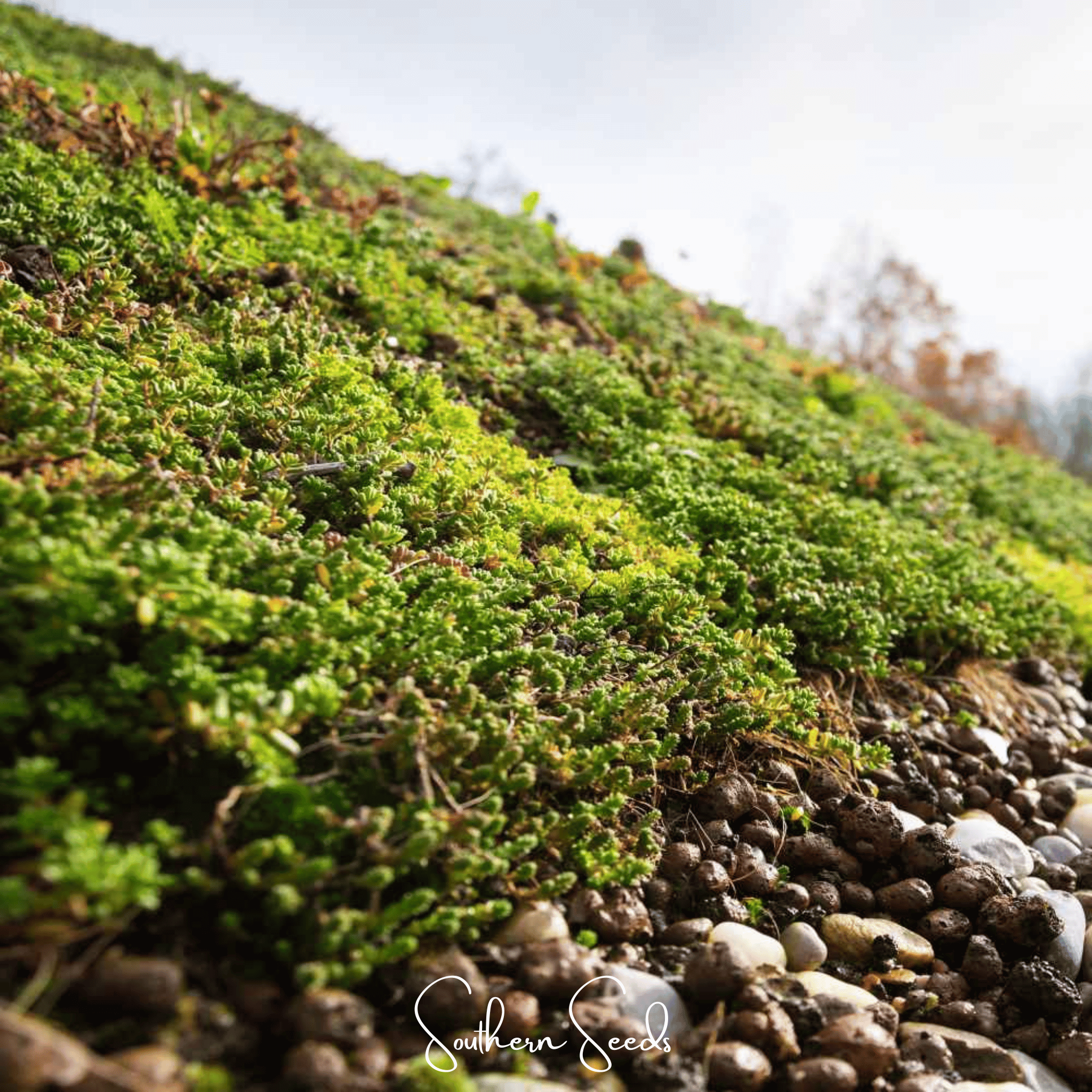 Sedum Roof Mix – 500 Seeds