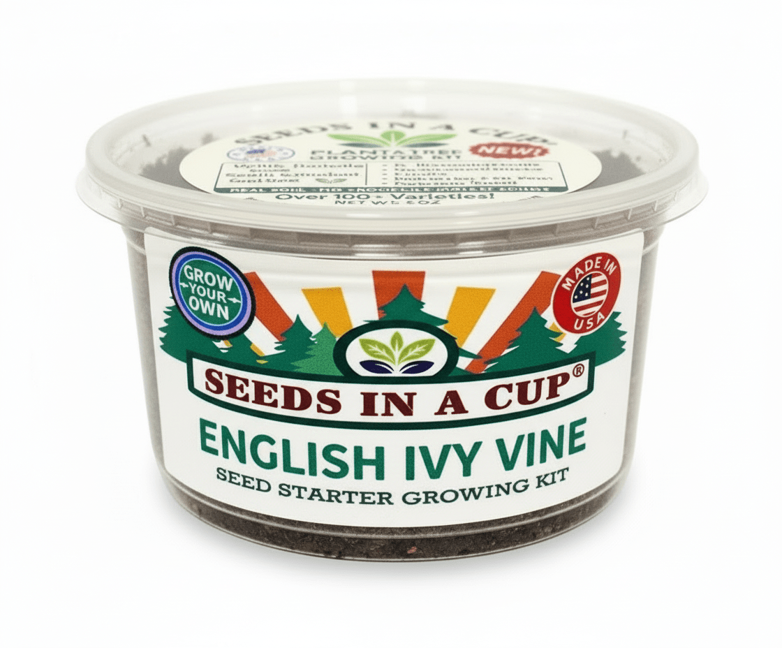 Cumin Grow Kit | Grow Fresh Cumin from Seed | Seeds In A Cup®