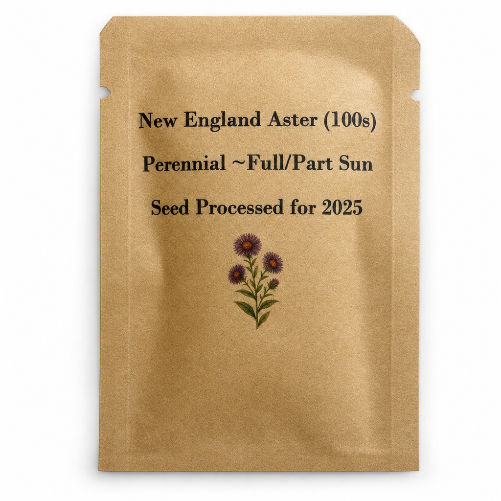 New England Aster Seeds – Symphyotrichum novae-angliae – 100 Seeds, Native Fall Pollinator