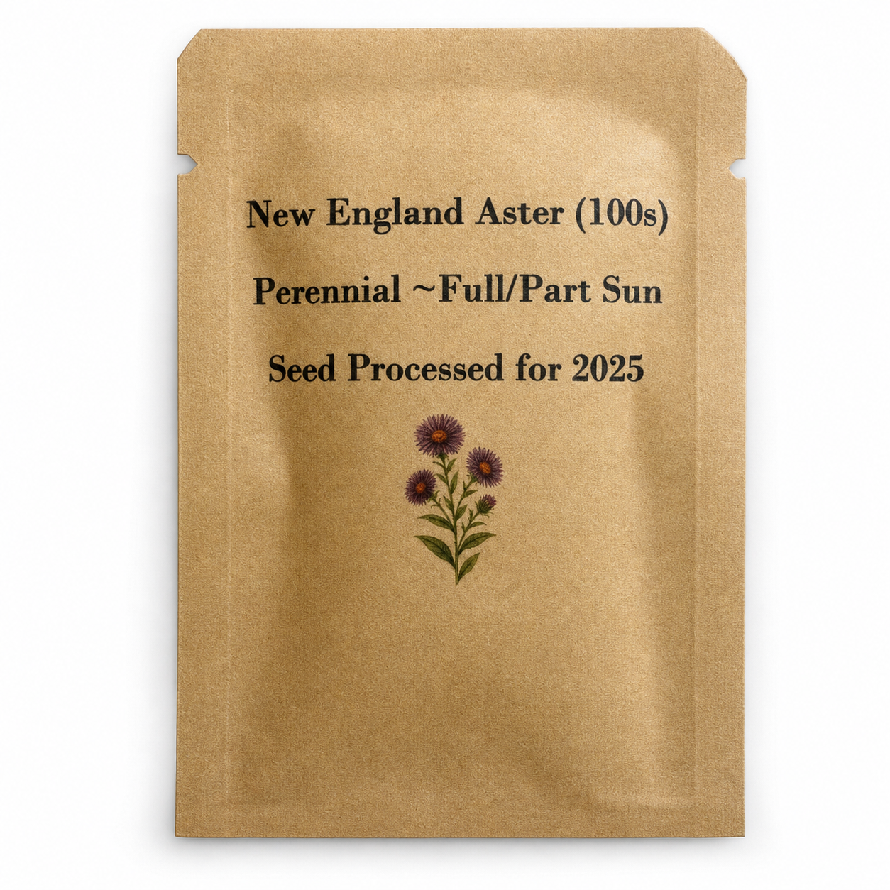 New England Aster Seeds – Symphyotrichum novae-angliae – 100 Seeds, Native Fall Pollinator
