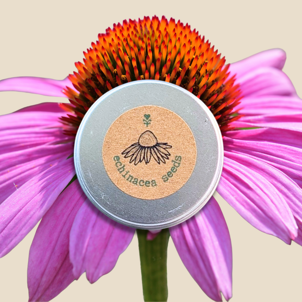 Echinacea Seeds