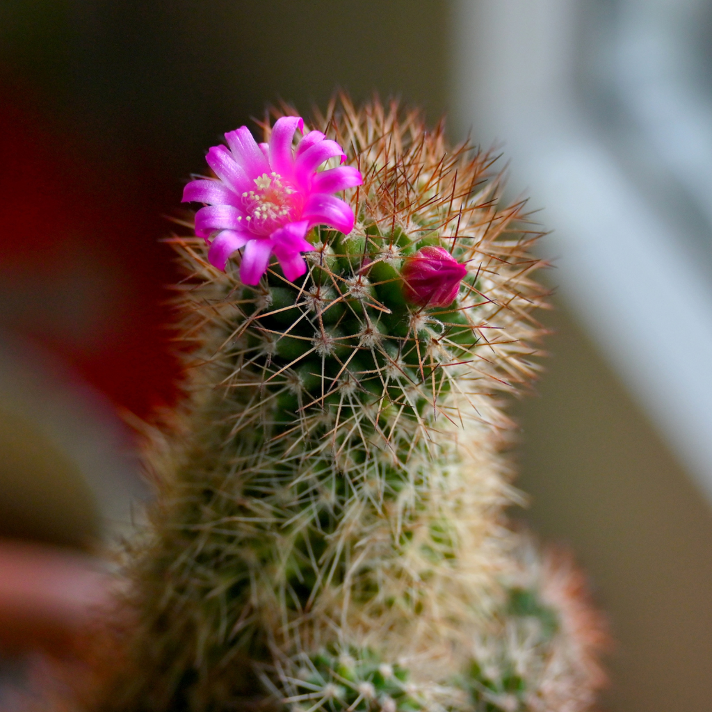 Mammillaria mix "Pincushion Cactus" Seeds