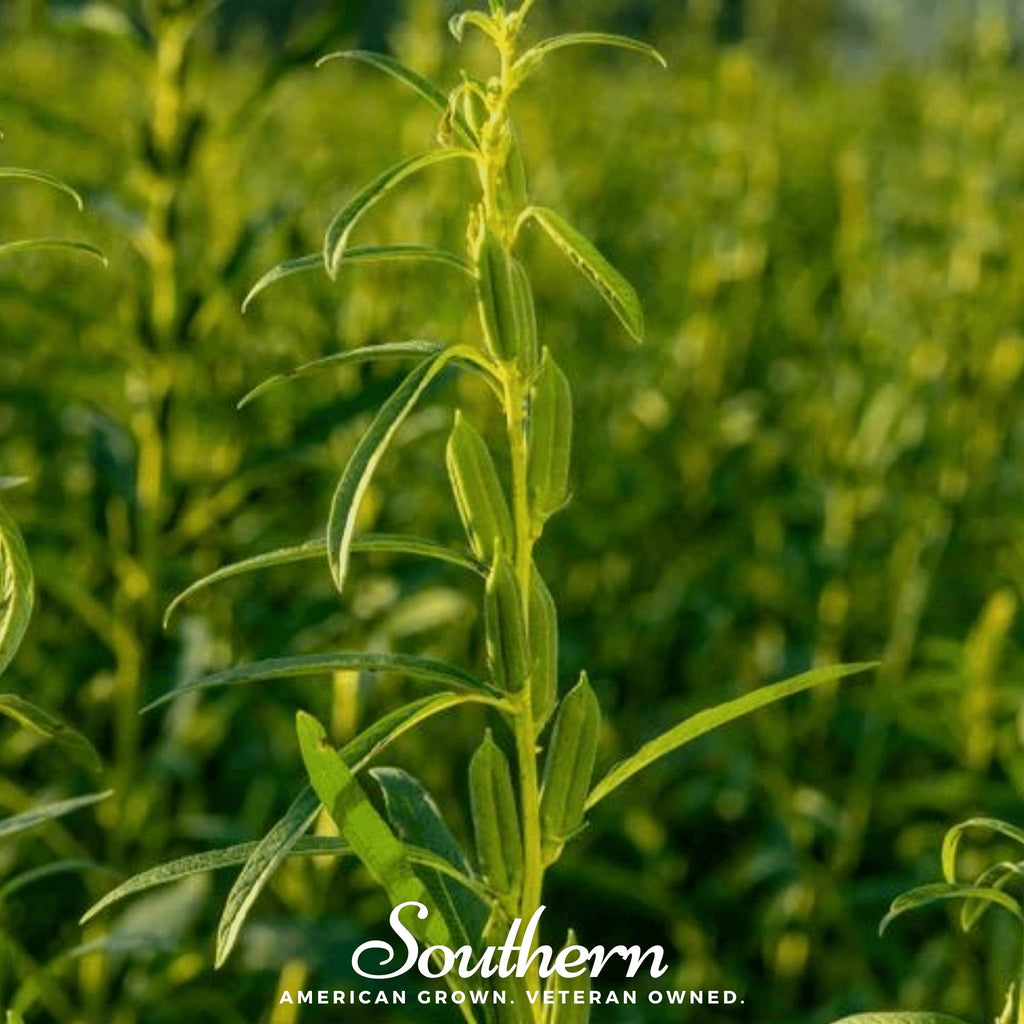 Black Sesame – 500 Seeds