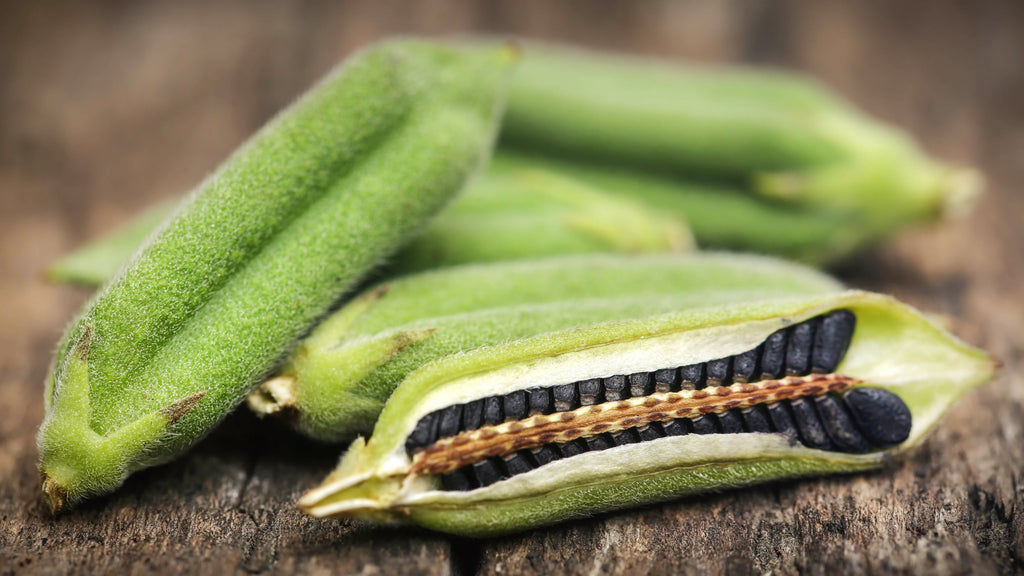 1500 BLACK SESAME Sesamum Indicum Vegetable Flower Seeds