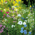 Shady Area Wildflower Seed Mix (20 Varieties) – 1,000 Seeds