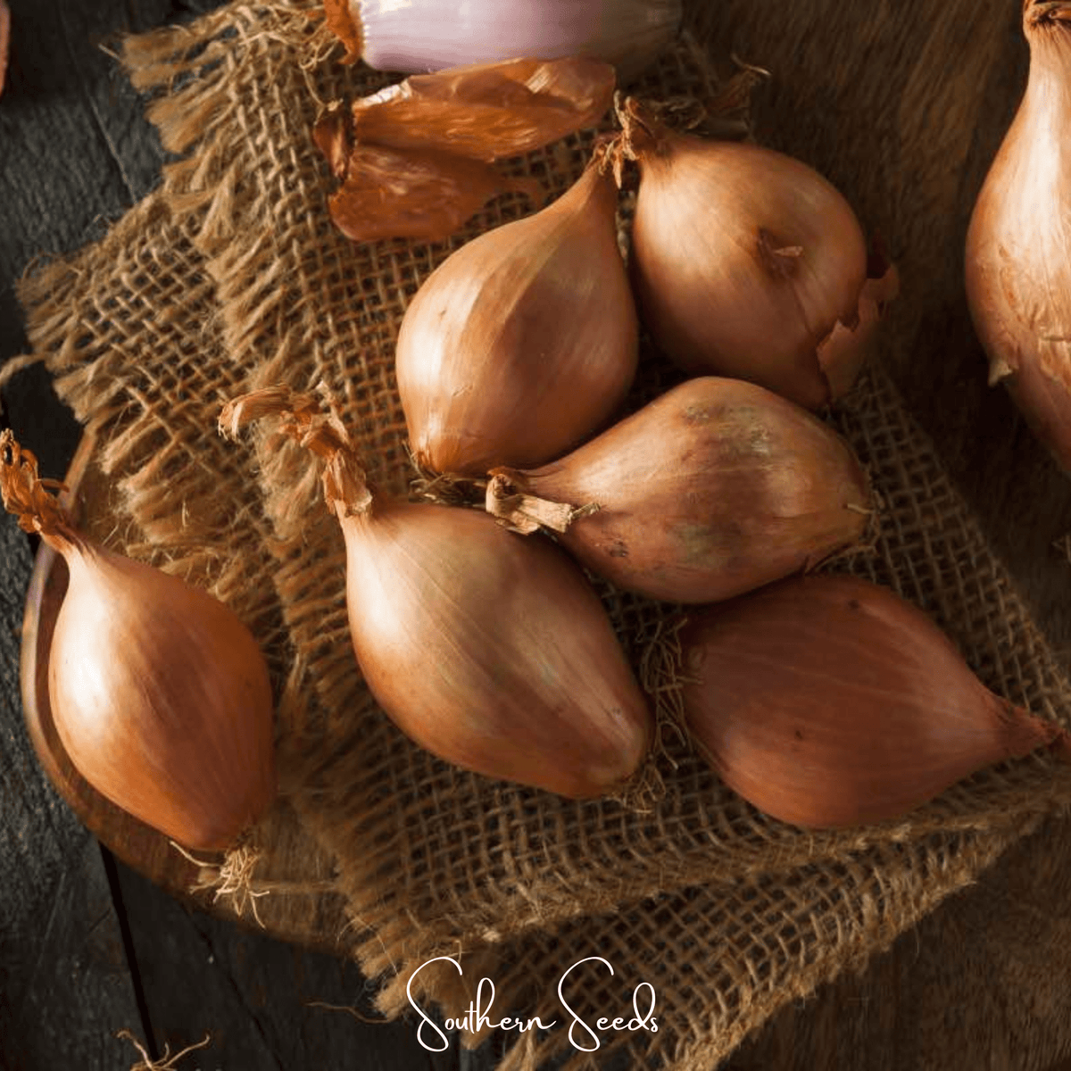 Davidor Shallot Seeds – Non-GMO, Hybrid, Allium cepa, Culinary, 50 Seeds