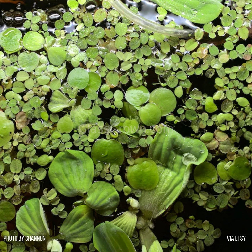 Mixed Floating Aquarium Plants 4oz Cup - Live Freshwater Floaters for Betta Shrimp Fry Safe