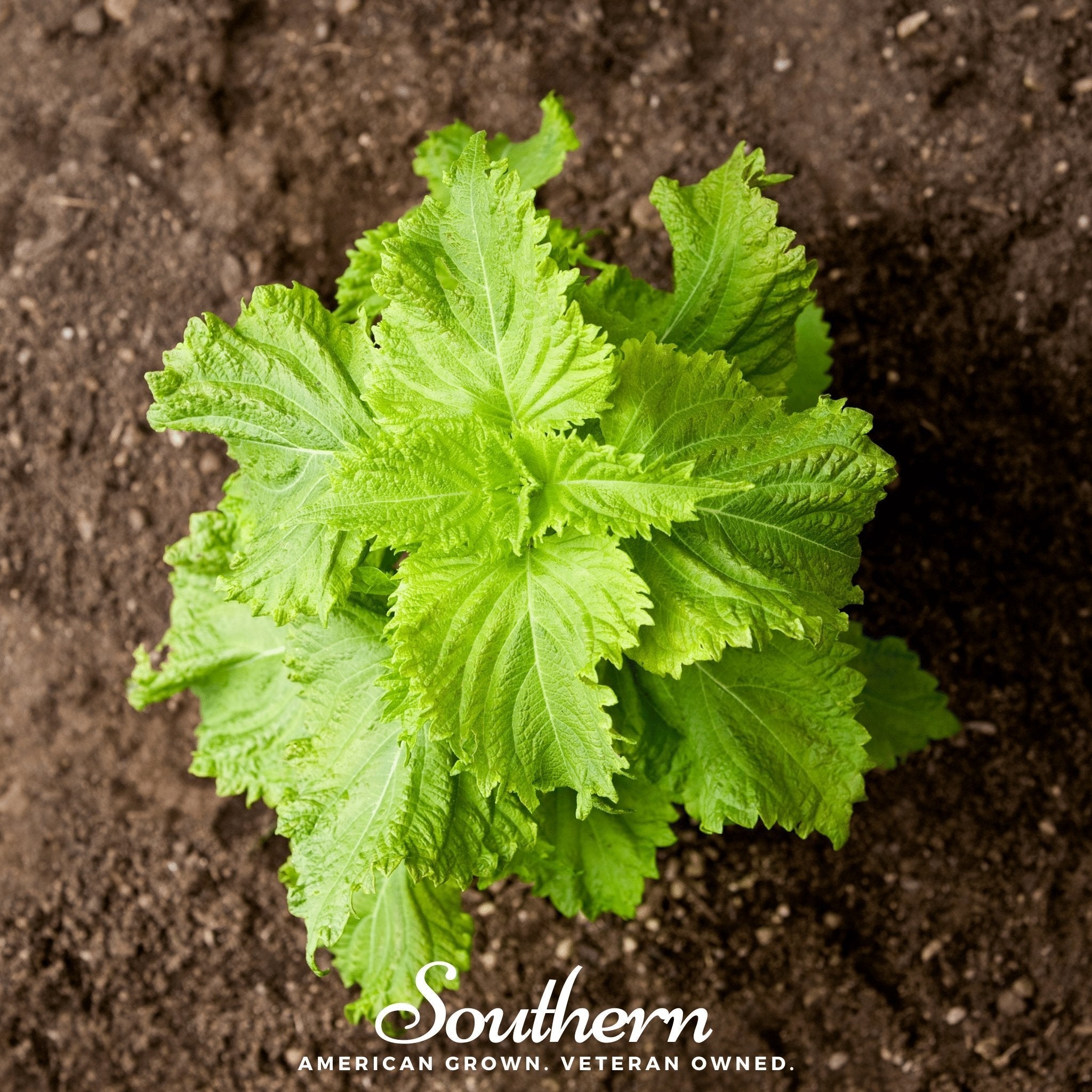 Green Shiso – 200 Seeds