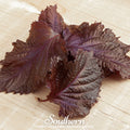 Red Shiso Seeds – Heirloom Perilla frutescens, Ornamental & Culinary Herb, Deep Reddish-Purple Foliage, 200 Seeds
