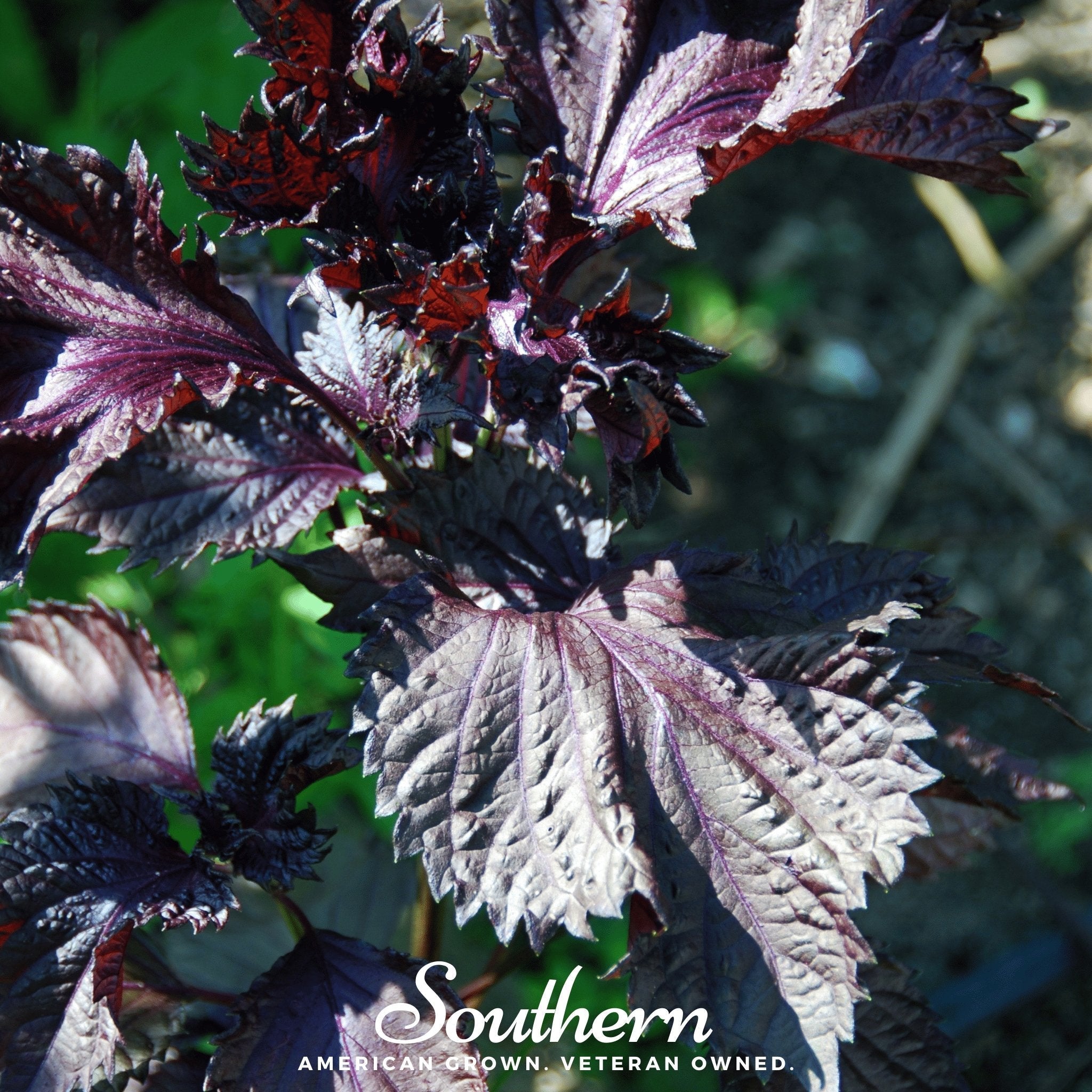 Red Shiso – 200 Seeds
