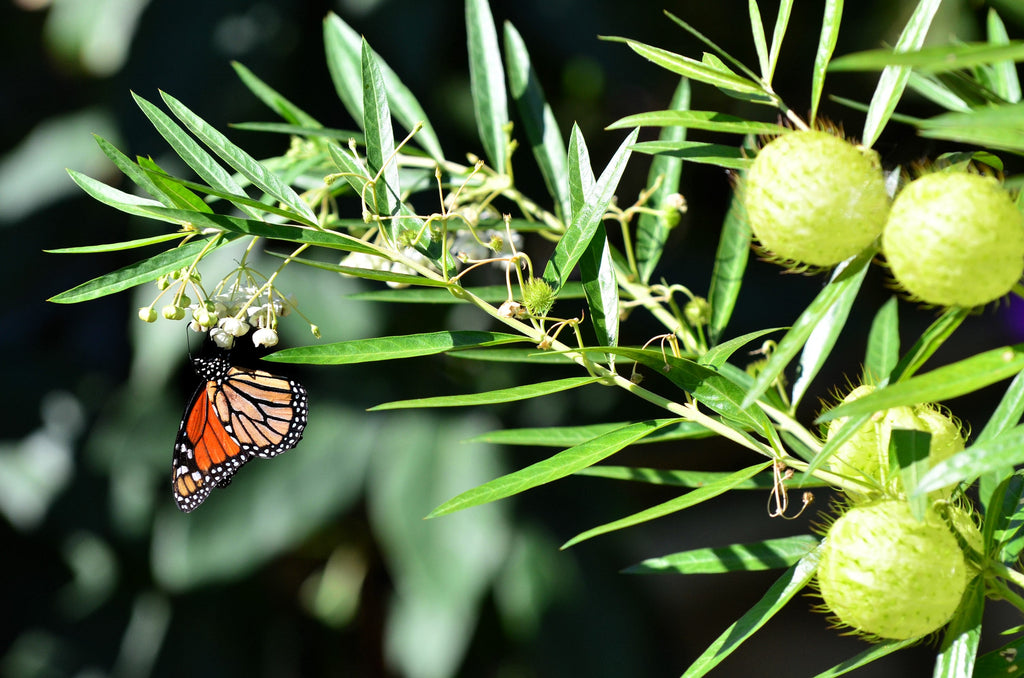 10 BALLOON MILKWEED Hairy Balls Butterfly Weed Asclepias Gomphocarpus Physocarpus Monarch Flower Seeds