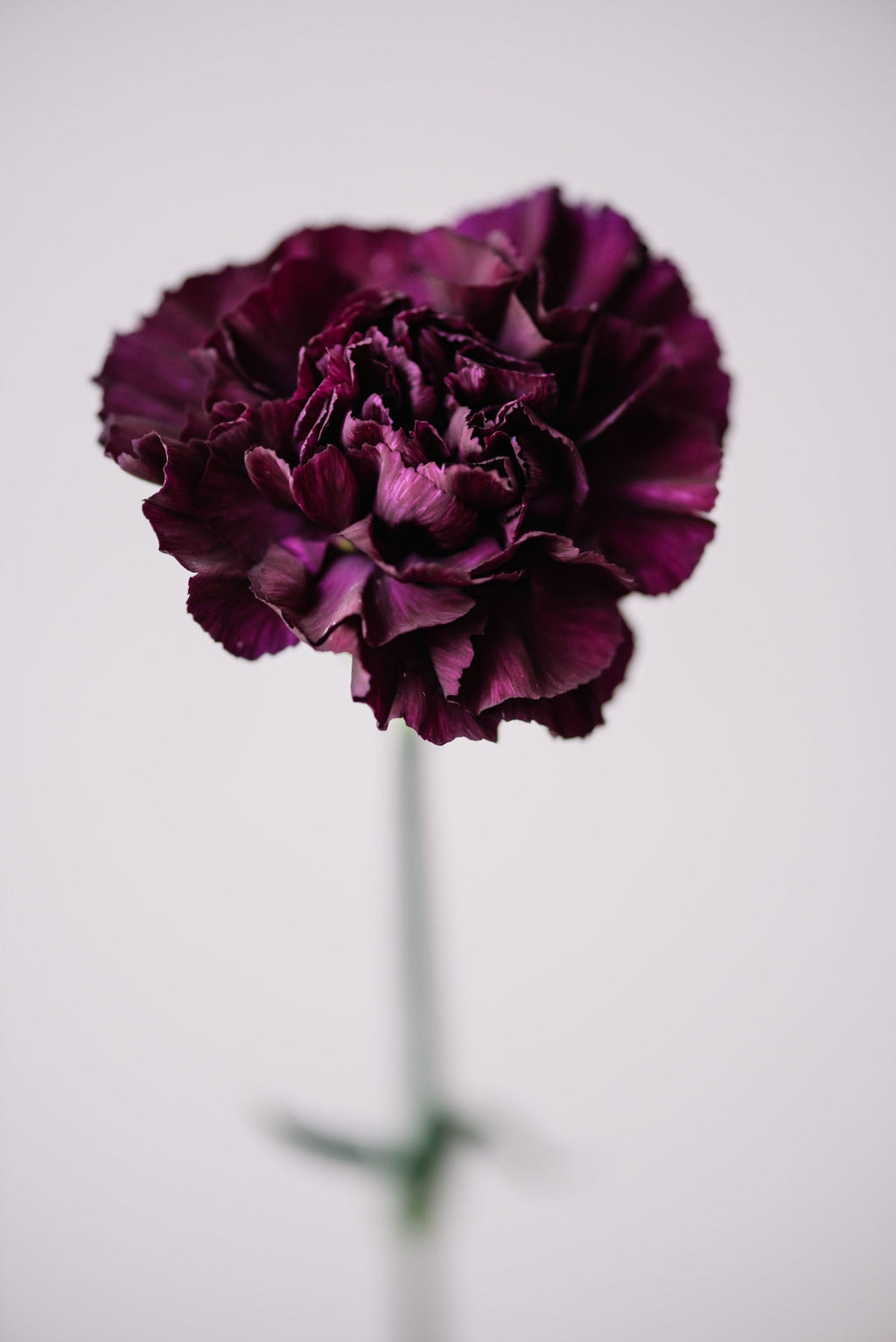 50 BLACK CARNATION King of Blacks Dianthus Caryophyllus Grenadin Double Flower Seeds