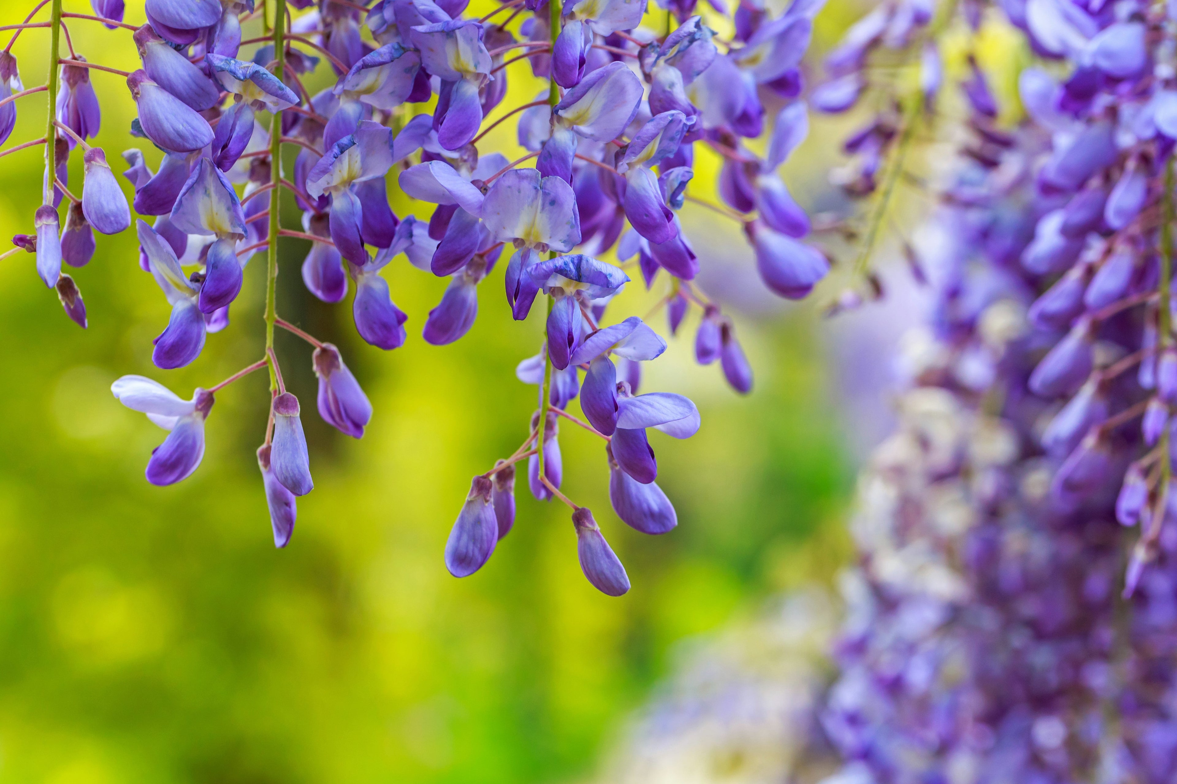 5 BLUE CHINESE WISTERIA Sinensis Ornamental Vine Climber Blue Violet Purple Flower Seeds