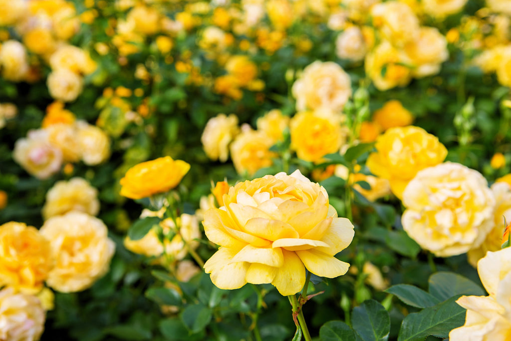 5 YELLOW ROSE Rosa Bush Shrub Perennial Flower Seeds