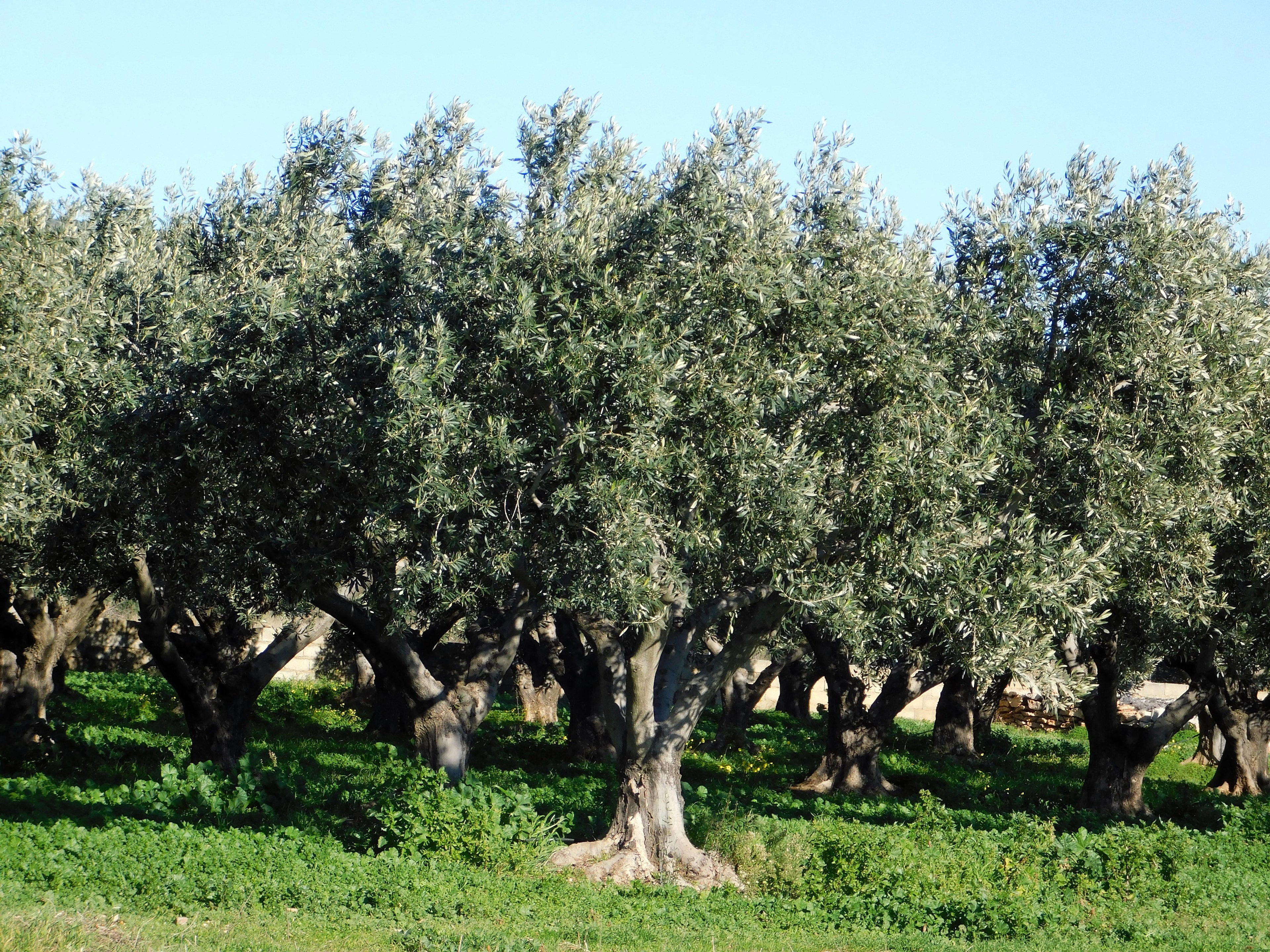 15 EUROPEAN OLIVE TREE Olea Europaea Edible Common Green Black Fruit Seeds