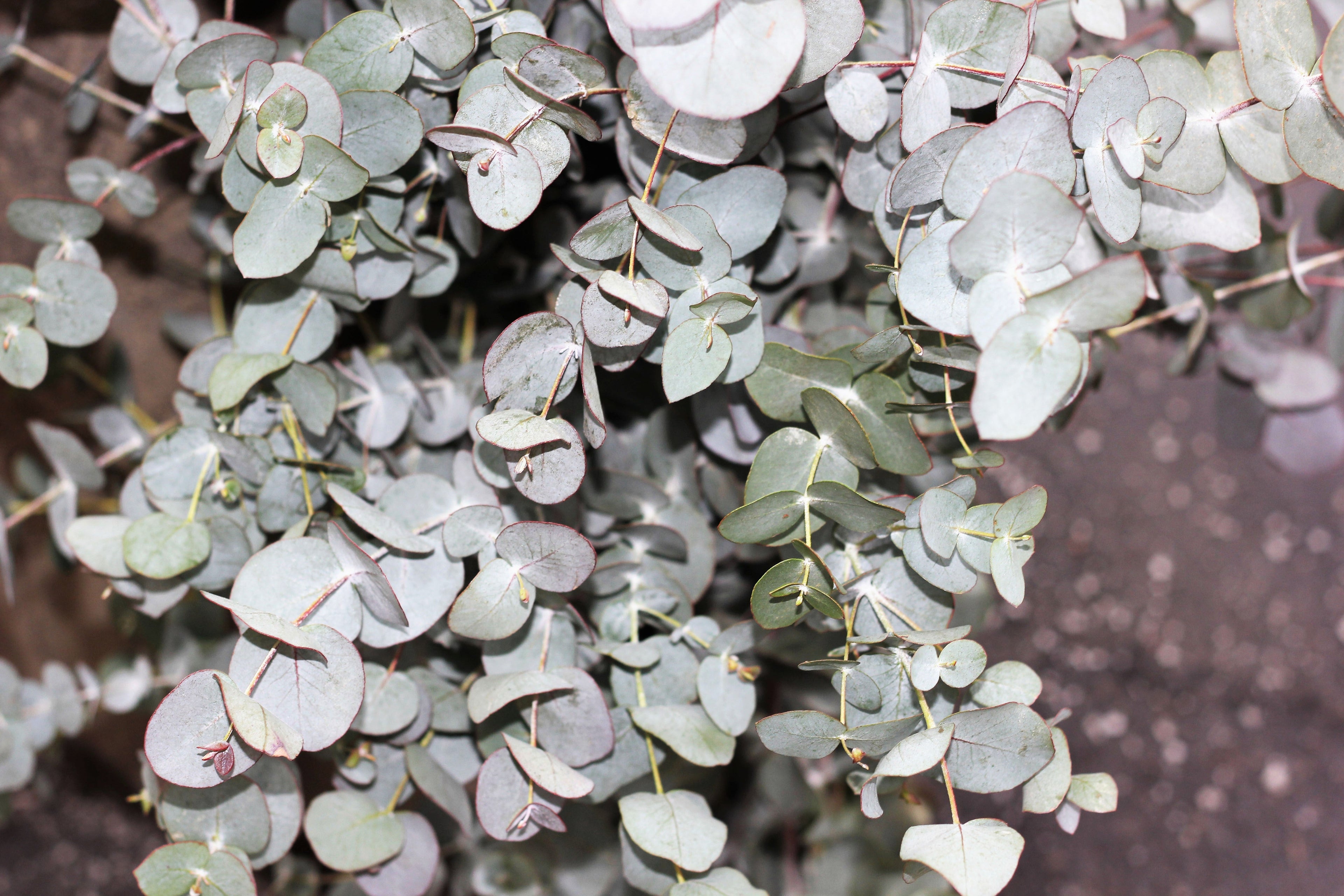 20 SILVER DROP EUCALYPTUS Gunnii Cider Gum Silver Blue Foliage Florist Tree Seeds