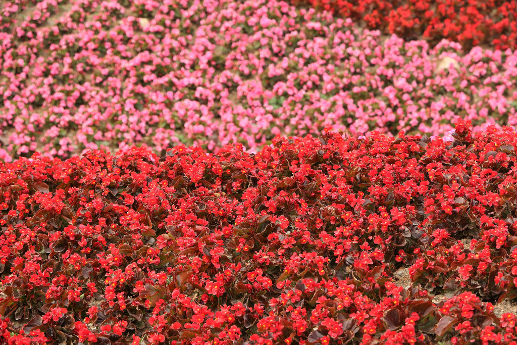 25 WAX MIXED BEGONIA Semperflorens Fibrous Mixed Colors Red Pink White Two Tone Shade Flower Seeds