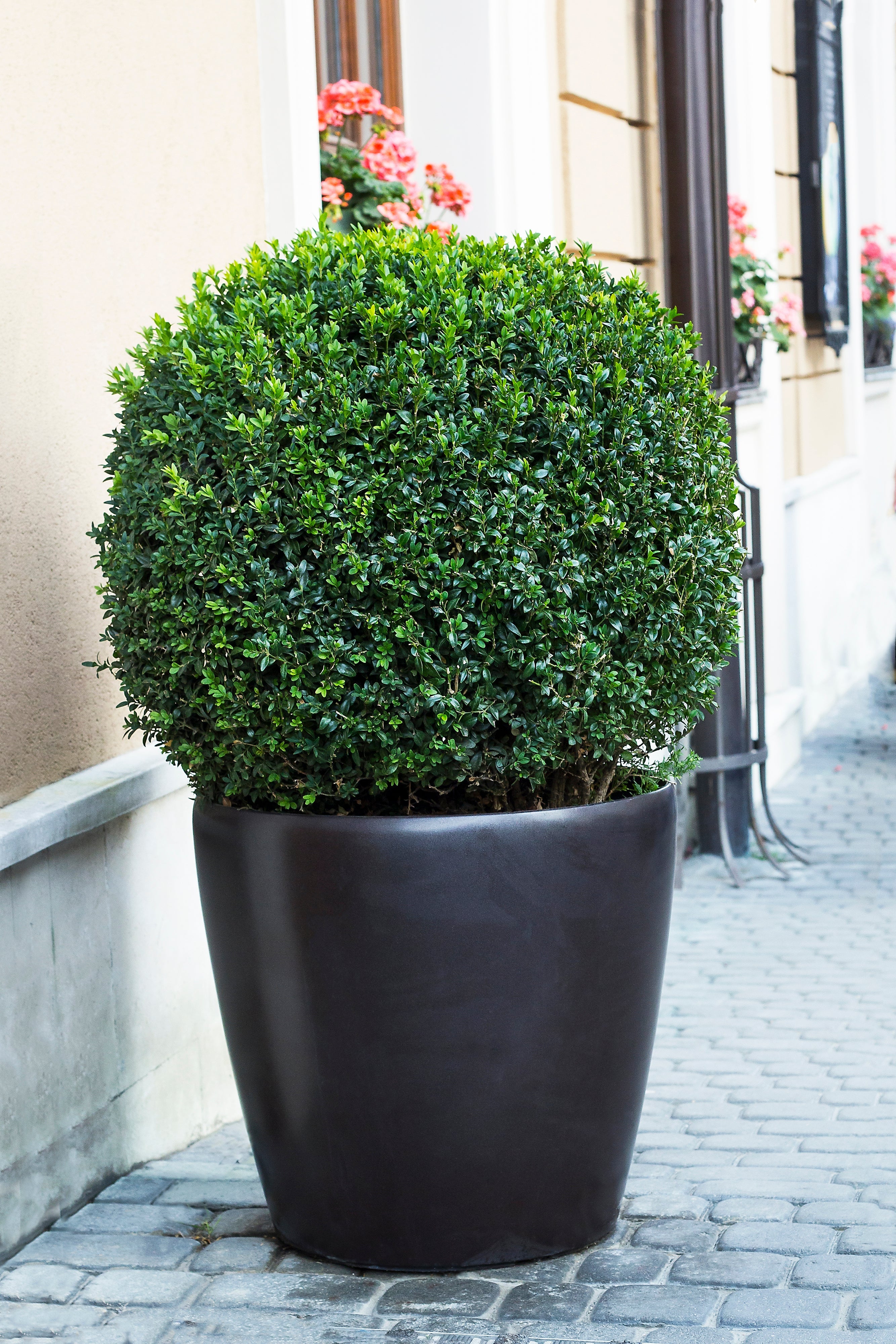 30 AMERICAN BOXWOOD Common Buxus Sempervirens European Box Shrub Seeds