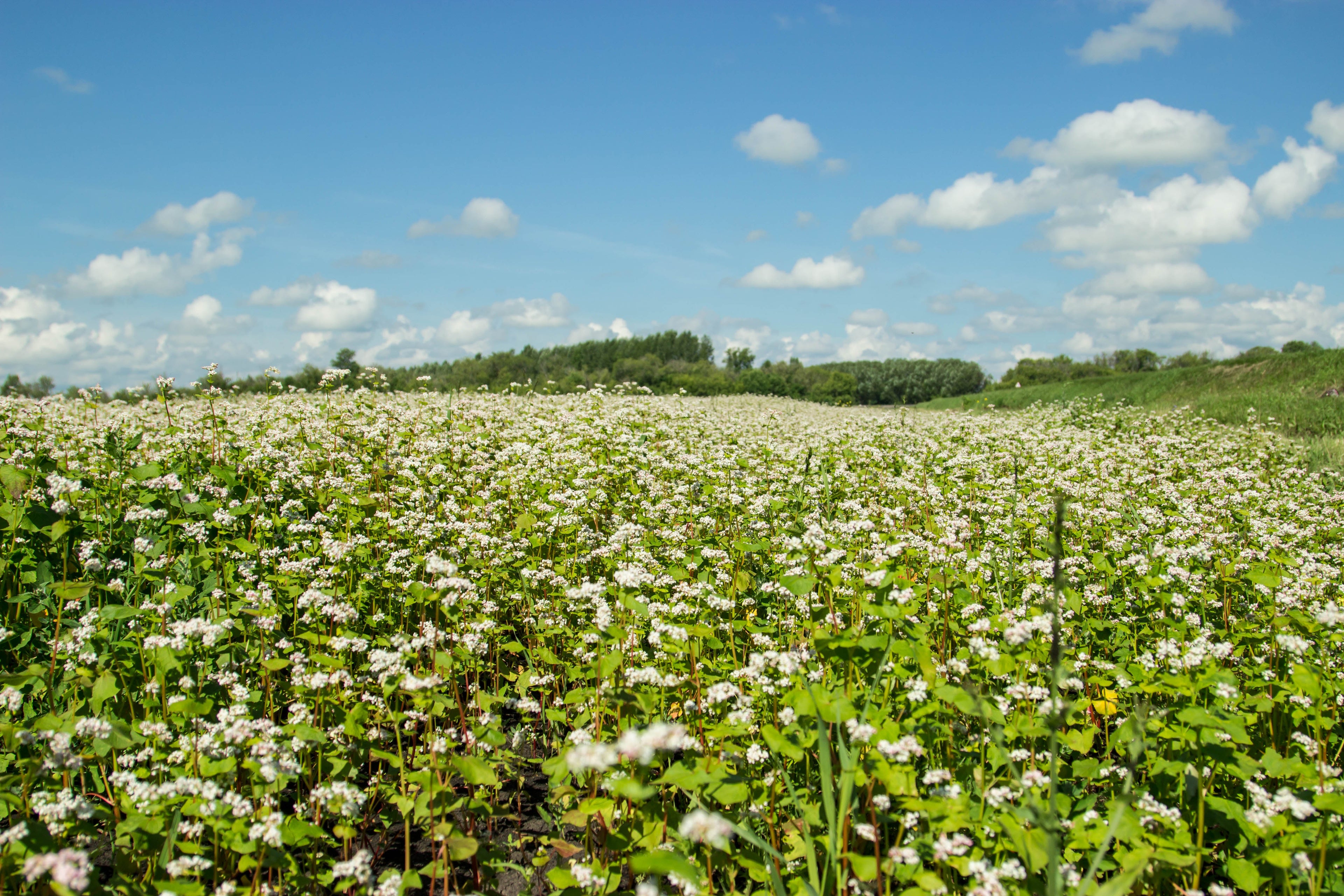 200 Organic BUCKWHEAT Fagopyrum Esculentum Grain Cover Crop Ground Cover Flower Vegetable Seeds