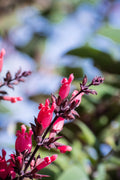 10 Organic California HUMMINGBIRD SAGE Salvia Spathacea Magenta Red Flower Herb Seeds