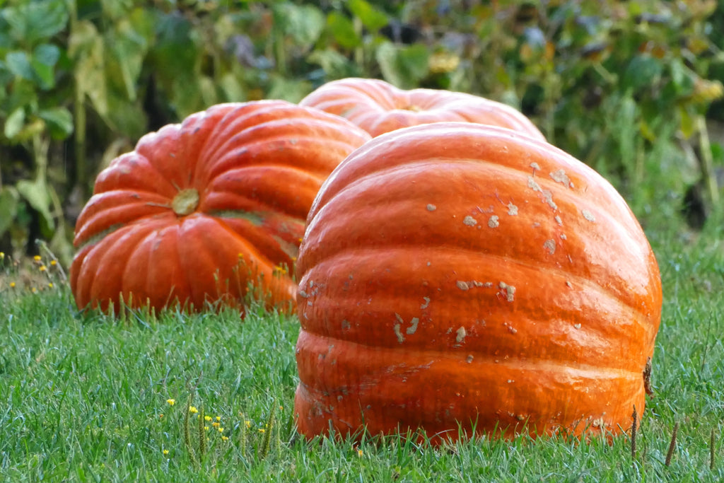 25 BIG MAX PUMPKIN Cucurbita Maxima Vegetable Seeds (Grow 100 pound pumpkins!)