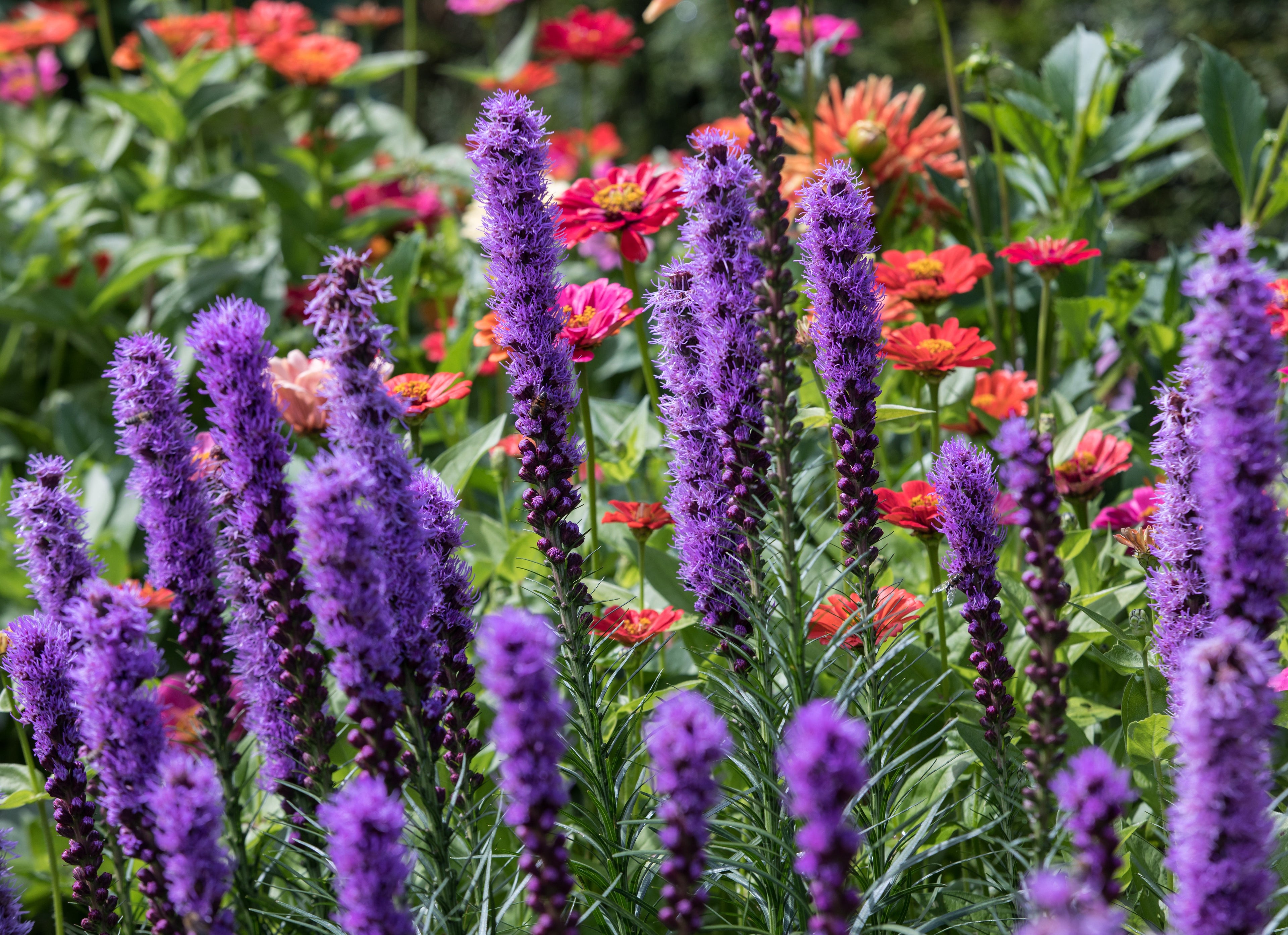500 Purple BLAZING STAR Gayfeather LIATRIS Spicata Flower Seeds
