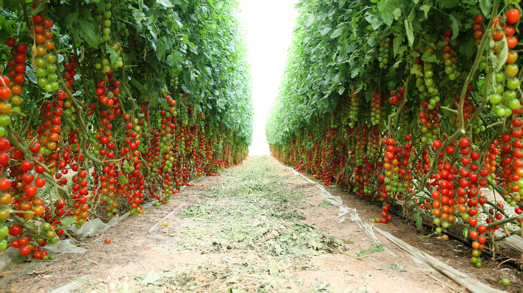 100 Red SWEETIE CHERRY TOMATO Super Sweet 1" Lycopersicon Fruit Vegetable Seeds