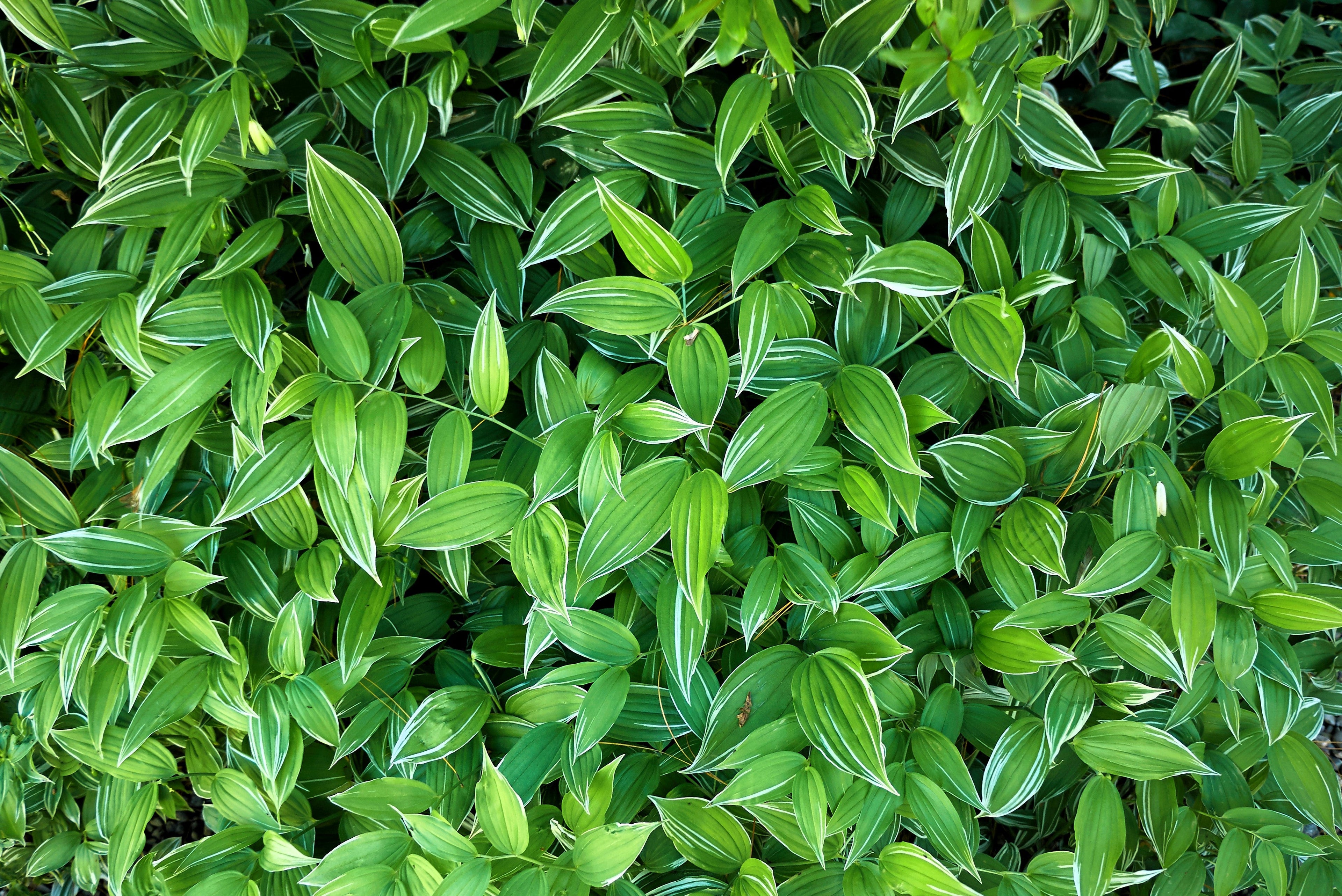 15 Variegated SOLOMONS SEAL Polygonatum Biflorum Canaliculatum Flower Seeds