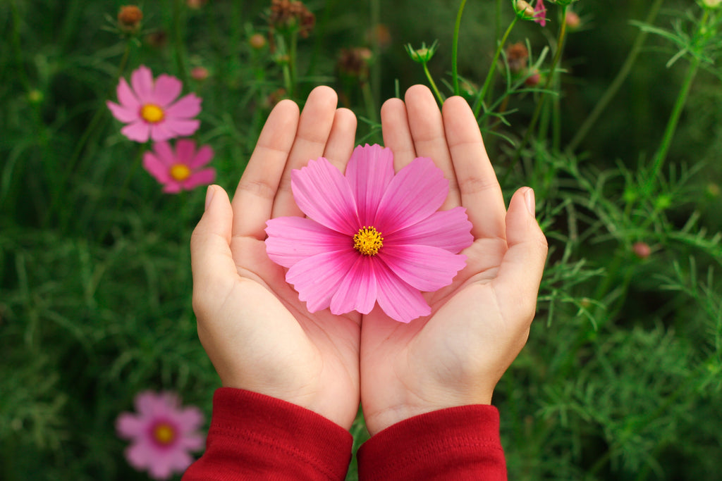 300 GLORIA COSMOS Bipinnatus 2-Tone Pink Fast Growing Flower Seeds