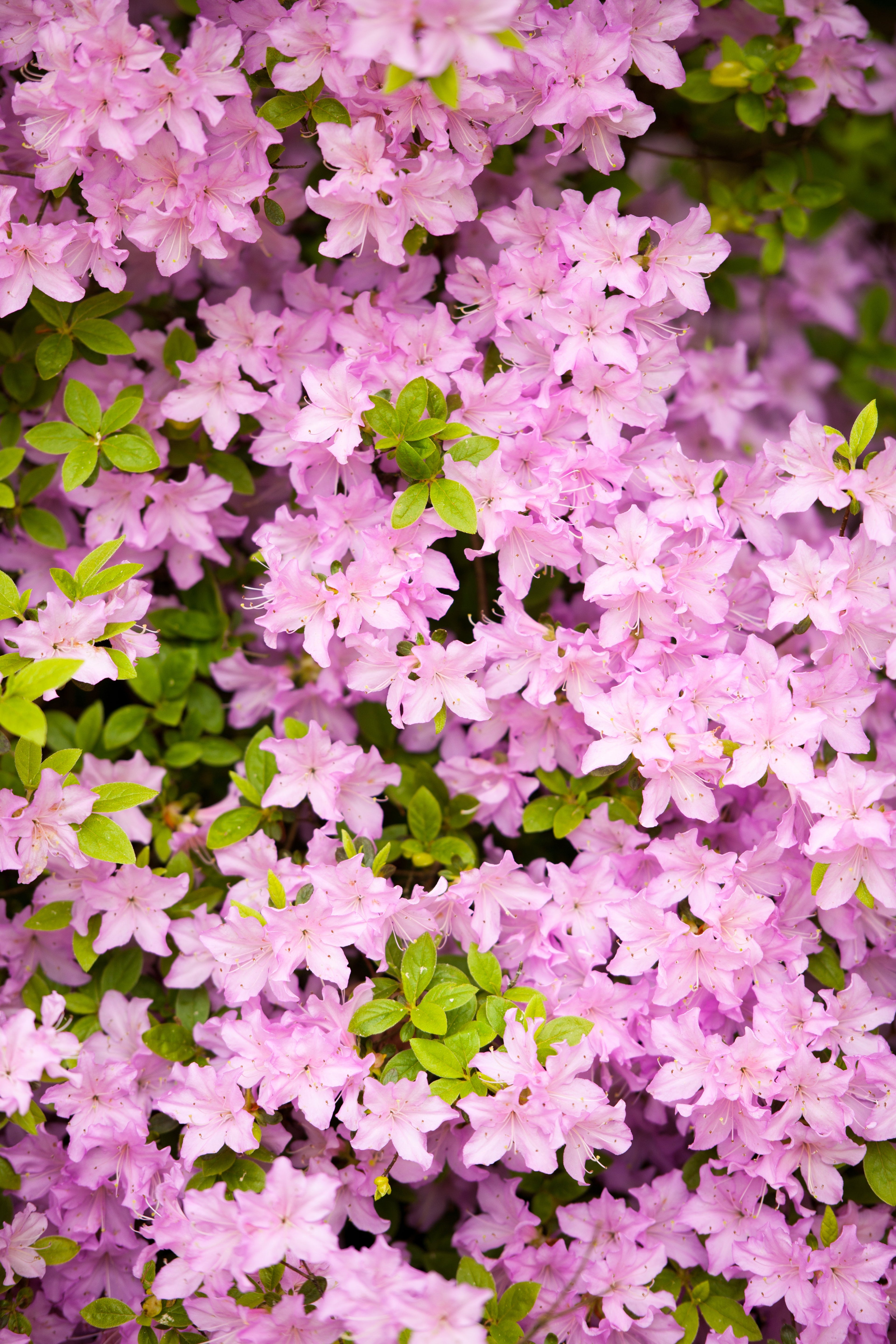 50 PINK ROYAL AZALEA Rhododendron Schlippenbachii Bush Shrub Flower Seeds